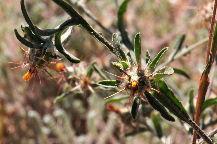 Maltese Star-thistle leaves or green to grayish-green, alternate and with fine hairs thinly tomentose. The leaves are oblong or oblanceolate and the leaf margins are smooth to lobed. Centaurea melitensis 